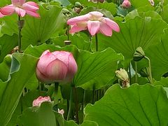 -莲花池公园