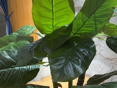 -鑫涛温泉汗蒸时代