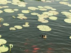 -前关湿地公园