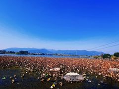 -长田漾湿地公园