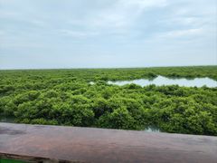 -北海金海湾红树林生态旅游区