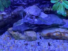 -上海海洋水族馆