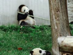 -卧龙中华大熊猫苑神树坪基地