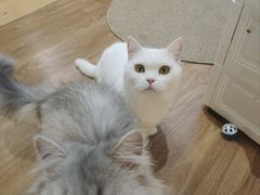 -COLOR PETS 撸猫馆·购猫·猫咖(长风大悦城店)