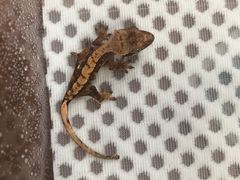 -酷以爬仙阁实体爬宠店·守宫·蜥蜴·专业繁育