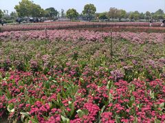 -荷兰花海