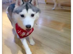 -Husky Go! 哈士奇体验馆·宠物咖啡厅狗咖
