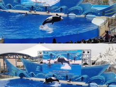 -上海海昌海洋公园