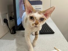 -萌兽医馆·犬猫专科·眼科中心·宠物医院(朝阳门分院)