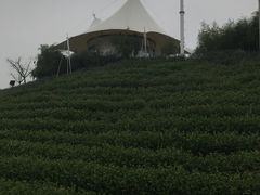 -帐篷客·溪龙茶谷度假酒店