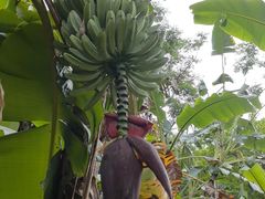 -云溪植物园