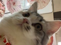 -喵八撸猫馆