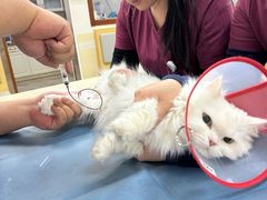 -美联众合动物医院·24h转诊中心