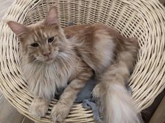 -李小姐の猫咖啡馆(五角场店)
