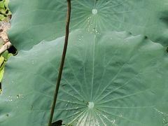 -荔湾湖公园