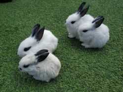 -萌宠亲子动物乐园(槐房万达店)