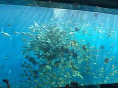 -瑞德姆美人鱼海底演艺主题餐厅(亚龙湾店)
