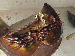 -浪琴湾尾角仔海鲜坊