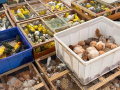 -青石桥花鸟鱼虫市场(叠翠城店)