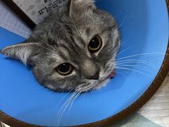 -谐和贝康宠物医院24小时·宠保定点(急重症转诊中心)