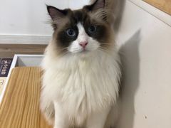 -李小姐の猫咖啡馆(五角场店)