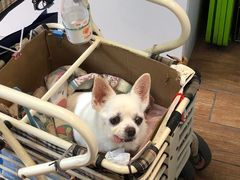 -瑞派·关忠动物医院·异宠专科·犬猫肿瘤·皮肤专科(望京店)