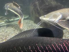 -太平洋海底世界