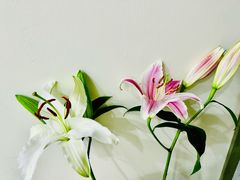 -帕蓝·暹罗料理(大学路店)