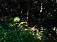 -深圳仙湖植物园