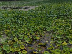 -洪湖生态旅游区