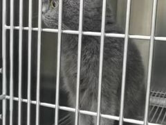 -爱佳宠物中心医院24H·CT·骨外科·猫专科(瑶海万达店)