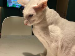 -飞行喵MR PILOT|猫舍·猫咖(静安大融城店)
