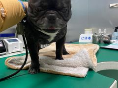 -瑞派申生动物医院·24H夜诊·国际动物医疗中心·骨外科(吴中路店)