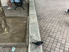 -九龙公园