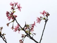 -天适樱花悠乐园