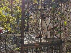 -喵屿·大理花园猫咖