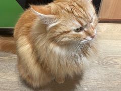 -MOCHA明星猫咖(田子坊店)
