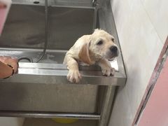 -翊宠yipet猫狗购宠庄园犬舍•猫舍