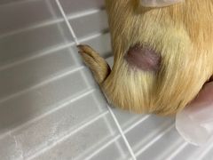 -立德动物医院·24小时中心(番禺区院区)