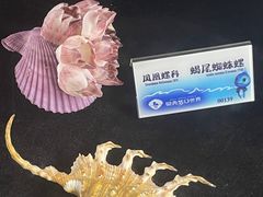 -贝壳梦幻世界