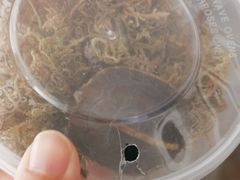 -灵龟之家百象馆(百象馆联合旗舰店)