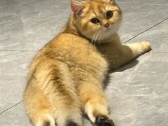 -宠颐生动物医院·猫科·心脏科(海口分院)