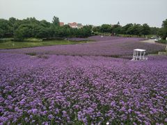 -大塘金香草谷