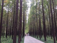 -黄海国家森林公园