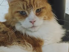 -喵园·猫主题咖啡厅·撸猫·猫咖(国贸店)