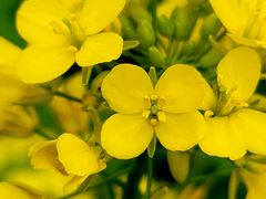 -古柏渡飞黄旅游区