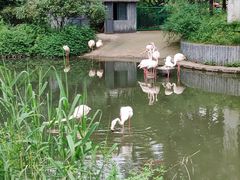 -红梅公园