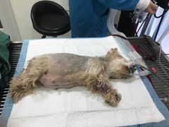 -菲丽丝宠物医院·24小时·猫科中心·免疫点(淮海分院)