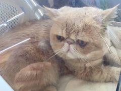 -爱侣宠医·鹦鹉专科·小型哺乳类·异宠专科(灵石路店)