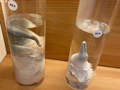 -冰岛阴茎博物馆